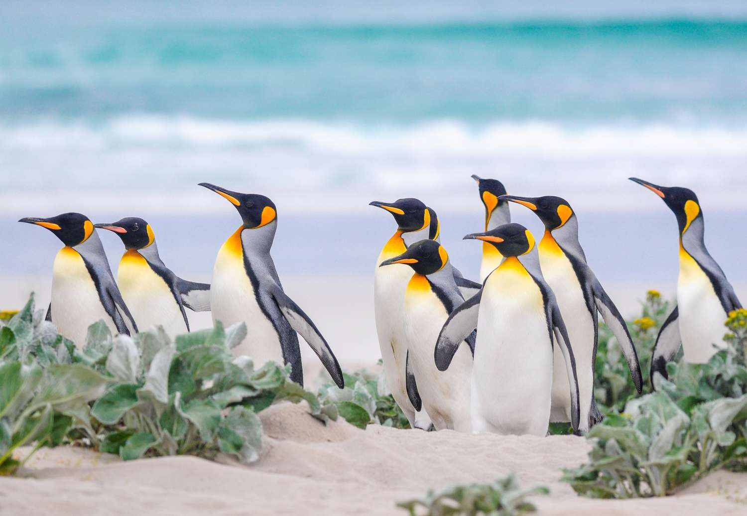 5 Places Where Penguins Live (& Best Times to See Them There)